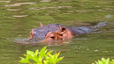 Primer-Plano-De-Hipopótamo-O-Hipopótamo-Nadando-En-Un-Pantano-De-Agua-Verde-En-Un-Día-Soleado
