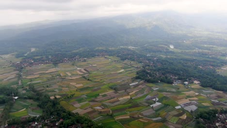 Rice-field-expanse-in-Central-Java,-aerial-drone-view