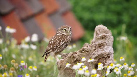 Little-Owl-Steenuil-lands-on-wood-stump-in-meadow-with-wildflowers