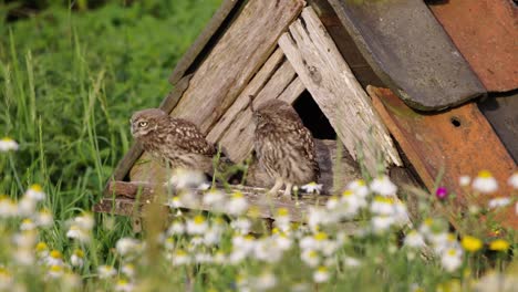 Little-owl-chick-jumps-out-of-owl-house,-sits-next-to-sibling