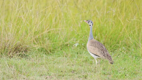 Kori-Bustard-Bird-Flying-in-Flight-in-Africa,-African-Birds-in-Long-Green-Grass-Savanna-on-Wildlife-Safari-in-Masai-Mara,-Kenya,-Maasai-Mara-Birdlife