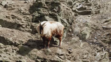 Long-hair-mountain-goat-standing-on-a-rocky-terrain