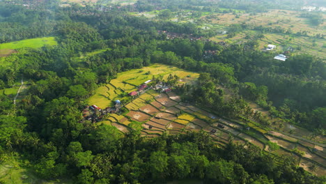 Luftkreisendes-Reisfeld-Zur-Goldenen-Stunde,-Bali,-Indonesien