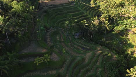 bird-eye-view-of-the-green-rice-paddies-of-Ubud,-Bali---Indonesia