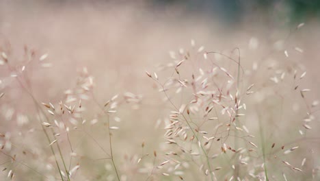 Close-up-view-of-tall-dry-grass-blades-and-grain-waving-in-the-wind-in-sunny-summer