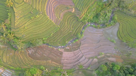 Birds-flying-above-majestic-rice-fields-of-Indonesia,-aerial-drone-view