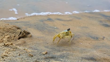 Close-up-slow-motion-shot-following-a-small-yellow-beach-crab-walking-away-from-its-hiding-hole-on-tropical-sand-with-small-waves-into-shore-in-Tibau-do-Sul-the-state-of-Rio-Grande-do-Norte,-Brazil
