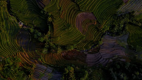 Early-morning-over-rice-terraces-in-Indonesia,-aerial-top-down-view