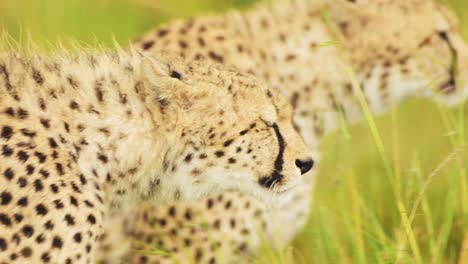 Slow-Motion-Shot-of-Cheetah-licking-its-lips-as-it-concentrates-on-watching-out-for-prey,-African-Wildlife-in-Maasai-Mara-National-Reserve,-Kenya,-Africa-Safari-Animals-in-Masai-Mara