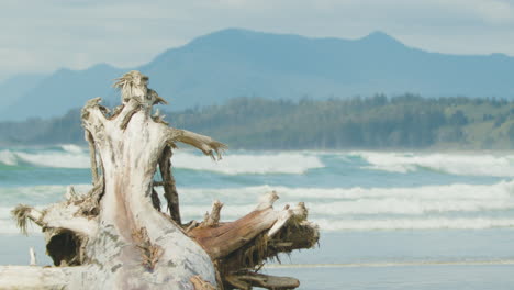 Dead-Tree-Trunk-Driftwood-with-Beautiful-Wilderness-Beach-Background