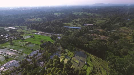 aerial-view-of-a-rice-plantation-in-Indonesia-full-of-water-in-the-summer-season---Ubud,-Bali---Indonesia