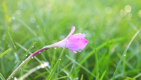 Es-Gibt-Eine-Rosa-Blume-Und-Gras-Mit-Wassertropfen-Darauf-In-Zeitlupe