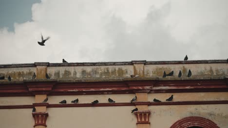 Schwarm-Tauben,-Die-Auf-Der-Kathedrale-In-San-Cristobal-De-Las-Casas,-Chiapas,-Mexiko,-Sitzen