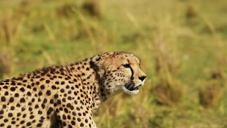 Slow-Motion-of-Cheetah-Walking-in-Savanna,-Masai-Mara-African-Safari-Wildlife-Animals-in-Africa,-Kenya-in-Maasai-Mara,-Close-Up-Detail-Shot-of-Head-and-Face-Looking-Around-For-Prey-while-Hunting