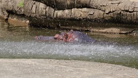 Nahaufnahme-Von-Nilpferden-Oder-Nilpferden,-Die-Im-Seoul-Grand-Park-Zoo-Unter-Foundtain-Schwimmen