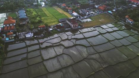 aerial-top-view-of-rice-paddies-in-the-evening-time---Ubud,-Bali---Indonesia