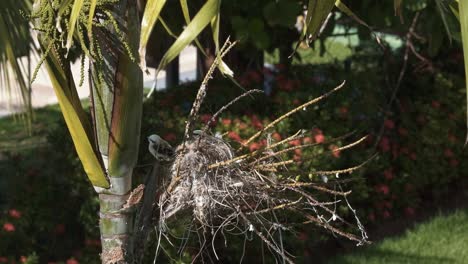 Baby-birds-waiting-in-their-nest-built-on-a-exotic-tropical-palm-tree-waiting-for-food-in-the-state-of-Pernambuco-in-Northeastern-Brazil-on-a-warm-sunny-summer-day