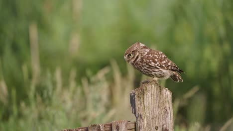 Little-Owl-jumping-at-wooden-fence,-Close-up