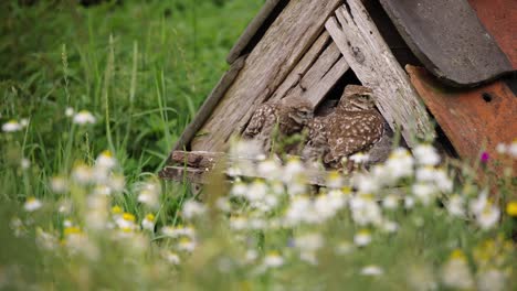 Timelapse-of-little-owl-siblings-at-owl-house-fighting-over-food-brought-by-mom