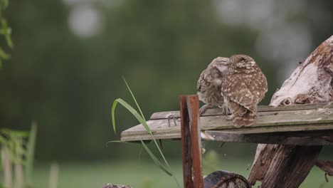 Mom-Little-Owl-lands-in-slow-motion-next-to-expectant-chick-and-feeds-it