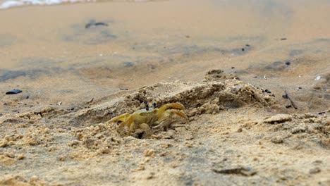 Slow-motion-handheld-shot-of-a-small-yellow-beach-crab-waiting-near-its-hiding-hole-on-fine-tropical-sand-with-small-wave-crashing-into-shore-in-Tibau-do-Sul-the-state-of-Rio-Grande-do-Norte,-Brazil