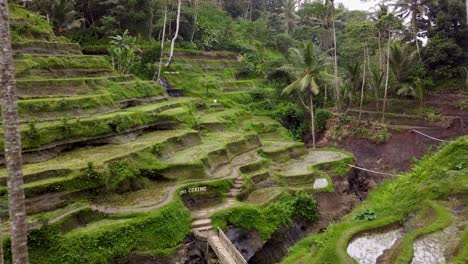 Push-in-drone-shot-of-Tegalalang-rice-terrace-in-Bali,-Indonesia-near-town-of-Ubud-with-palms,-paddy-fields-and-people-walking
