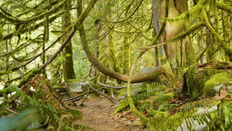 Selva-Tropical-Cubierta-De-Musgo-En-Vancouver,-Canadá,-Iluminada-Por-La-Luz-Del-Sol