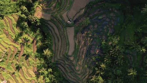 cinematic-view-of-rice-paddies-plantation-in-Ubud,-Bali---Indonesia---Aerial-looking-down