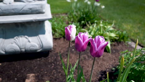 Tulipanes-Rosas-Tiempo-De-Tulipanes-Michigan-Holanda-Cultura-Holandesa-Flor-Flores-4k
