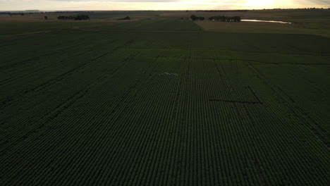 Birdseye-drone-pan-shot-over-luscious-green-agricultural-fruit-farmlands