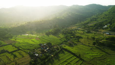 Aerial-flying-over-palm-tree-fields-and-rice-fields-at-golden-hour,-Indonesia