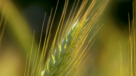 Green-barley-spikelet-sway-gently-in-field-backlit-by-sun,-shallow-focus
