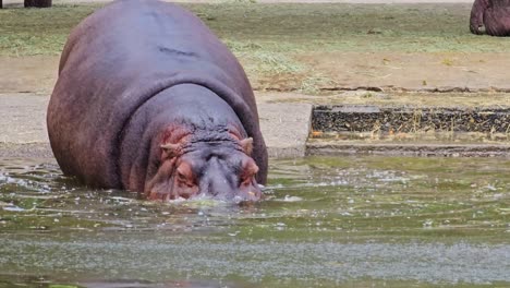 Zoológico-Del-Gran-Parque-De-Seúl---Hipopótamo-O-Hipopótamo-Ingresan-Al-Estanque-De-Agua