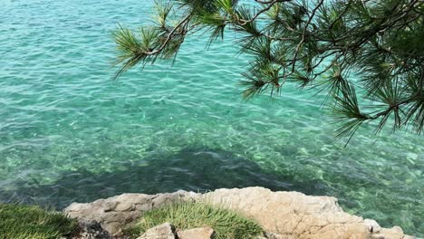 Under-shade-of-a-pine-tree-at-the-rocky-white-beach-and-clear-turquoise-Adriatic-Sea