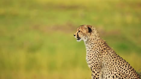 Cheetah-Close-Up-Portrait-of-Africa-Wildlife-Safari-Animals,-Hunting-and-Looking-Around-in-African-Masai-Mara,-Kenya-in-Maasai-Mara,-Beautiful-Predator-Background-with-Copy-Space-Copyspace