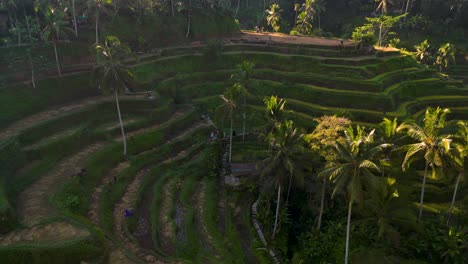 Die-Berühmte-Tegallalang-Reisterrasse-In-Ubud,-Bali---Indonesien