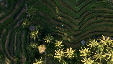 aerial-looking-down-of-a-green-rice-terrace-in-Ubud---Bali,-Indonesia