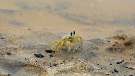 Close-up-slow-motion-shot-of-a-small-yellow-beach-crab-walking-on-tropical-sand-towards-its-hiding-hole-with-small-waves-crashing-into-shore-in-Tibau-do-Sul-the-state-of-Rio-Grande-do-Norte,-Brazil