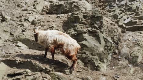 Long-hair-mountain-goat-strolling-on-a-rocky-terrain
