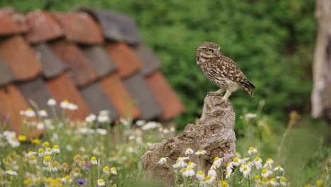 Adult-little-owl-on-wood-stump-in-meadow-with-wildflowers,-looking-for-food