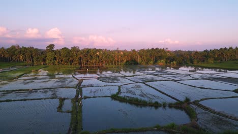 Flug-über-Reisfelder-In-Ubud,-Bali-Mit-Einem-Rosa-Himmel-Des-Sonnenuntergangs---Indonesien