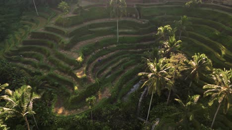 sun-shinning-in-the-rice-terraces-of-Ubud-in-Bali---Indonesia