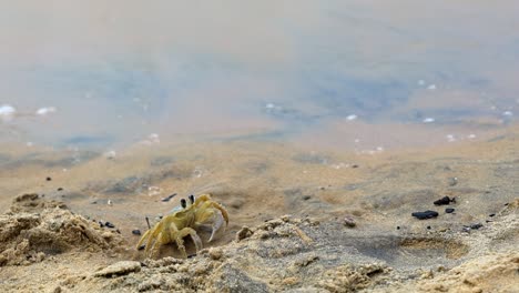 Slow-motion-shot-of-a-small-yellow-beach-crab-standing-hesitantly-on-tropical-sand-with-small-waves-crashing-into-shore-in-Tibau-do-Sul-the-state-of-Rio-Grande-do-Norte,-Brazil