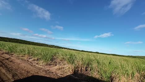 Right-panning-shot-of-a-large-field-of-tropical-sugar-cane-on-farmland-from-a-jeep-in-Tibau-do-Sul-in-Rio-Grande-do-Norte-in-Northeastern-Brazil-on-a-warm-sunny-summer-day-with-a-clear-blue-sky