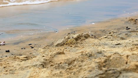 Slow-motion-shot-of-a-small-yellow-beach-crab-making-it-to-a-clump-of-fine-tropical-sand-with-small-wave-crashing-into-shore-in-Tibau-do-Sul-the-state-of-Rio-Grande-do-Norte,-Brazil