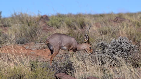 Hembra-Steenbok-Caminando-Sobre-Rocas-Alimentándose-De-Arbustos