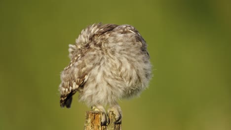 One-Little-Owl-Perched-on-Wooden-Pole-Preens-Feathers-and-Looking-at-Camera---closeup