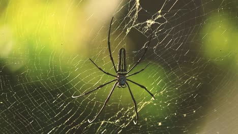 Eine-Nahaufnahme-Einer-Großen-Giftigen-Spinne-Nephila-Pilipes,-Bekannt-Als-Northern-Golden-Orb-Weaver-Oder-Giant-Golden-Orb-Weaver-In-Ihrem-Spinnennetz-–-Indonesien