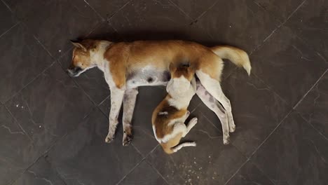 Un-Perro-Callejero-Marrón-Acostado-Amamantando-A-Su-Gran-Cachorro-Hambriento