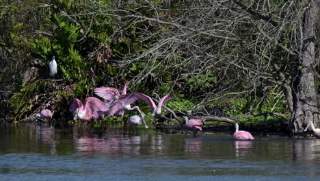 Roseate-spoonbill-flock-bathing-and-flapping-wings-together-beside-mangrove-trees